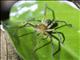 Borneo Huntsman Spider (Sparassidae ssp)