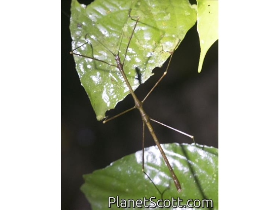 Borneo Walking Stick (Leiophasma borneo-sp)