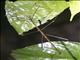 Borneo Walking Stick (Leiophasma borneo-sp)