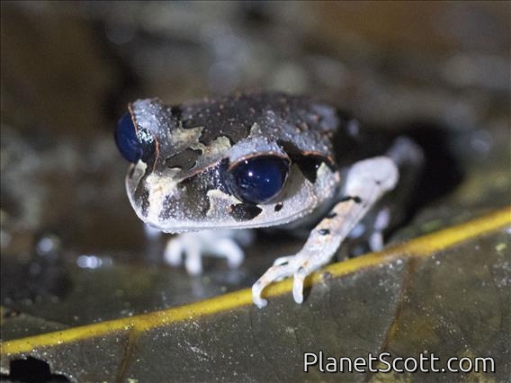 Lowland Litter Frog (Leptobrachium abbotti)