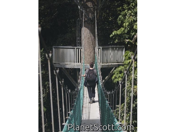 The canopy walk