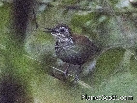 Bornean Wren-Babbler (Ptilocichla leucogrammica)