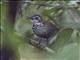 Bornean Wren-Babbler (Ptilocichla leucogrammica)