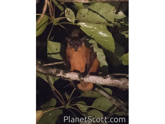 Red Giant Flying Squirrel (Petaurista petaurista)