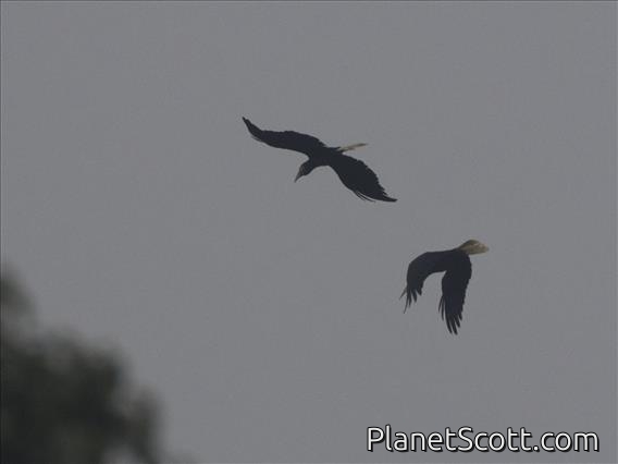 Wrinkled Hornbill (Rhabdotorrhinus corrugatus)