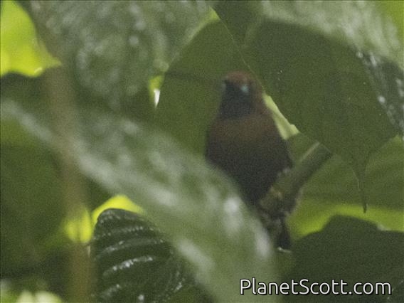 Fluffy-backed Tit-Babbler (Macronus ptilosus)