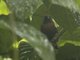 Fluffy-backed Tit-Babbler (Macronus ptilosus)