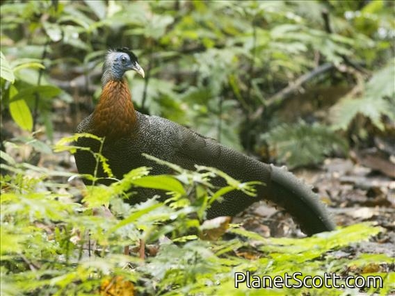 Great Argus (Argusianus argus)