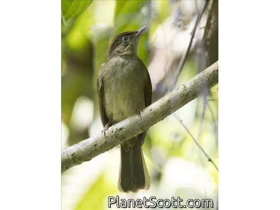 Charlotte's Bulbul (Iole charlottae)