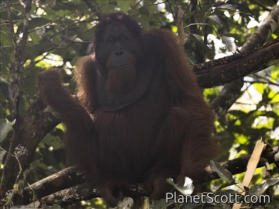 Orangutan (Pongo pygmaeus)