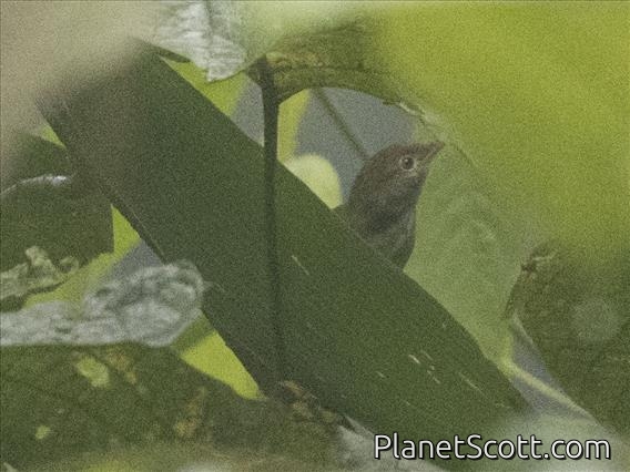 Hairy-backed Bulbul (Tricholestes criniger)