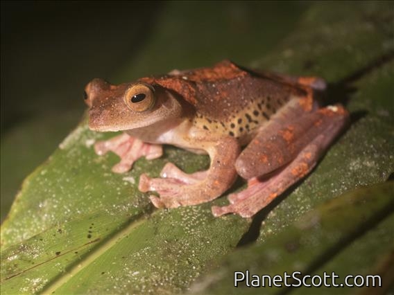 Harlequin Tree Frog (Rhacophorus pardalis)