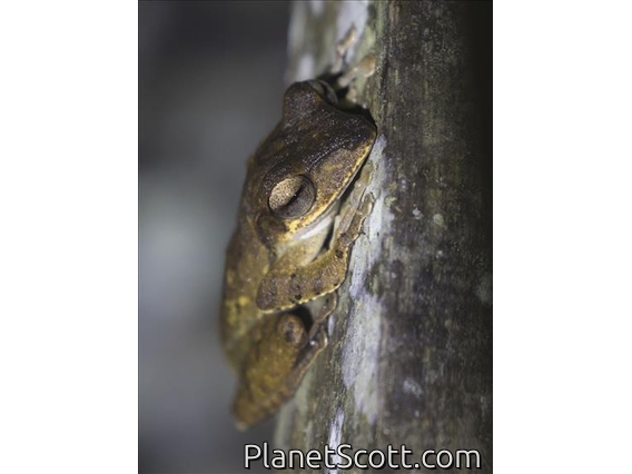 Dark-eared Tree Frog (Polypedates macrotis)