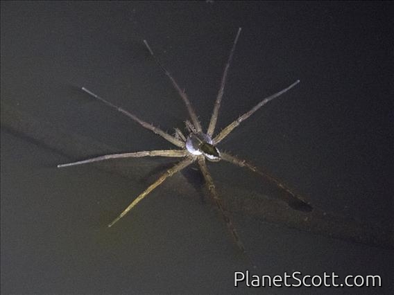 Borneo Fishing Spider (Dolomedes ssp)