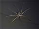 Borneo Fishing Spider (Dolomedes ssp)