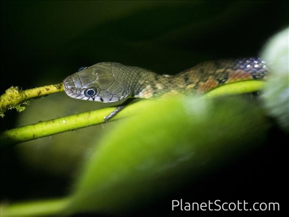 Triangle Keelback (Xenochrophis trianguligerus)