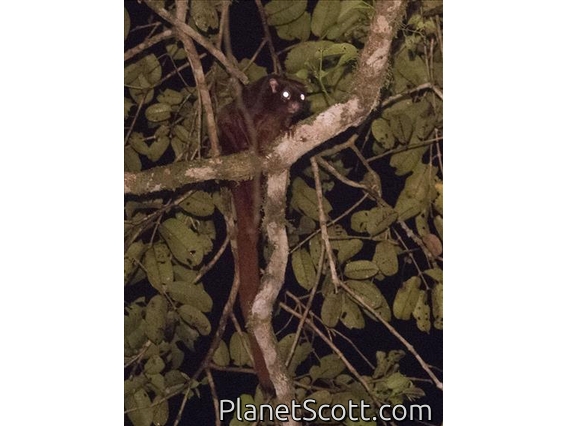 Thomas's Flying Squirrel (Aeromys thomasi)