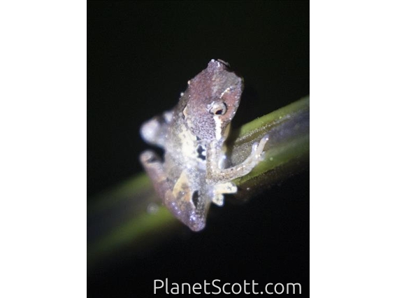 Rice Frog (Nanohyla sp)