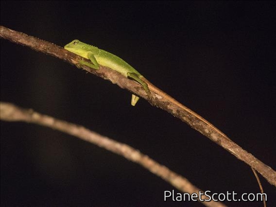 Green Crested Lizard (Bronchocela cristatella)