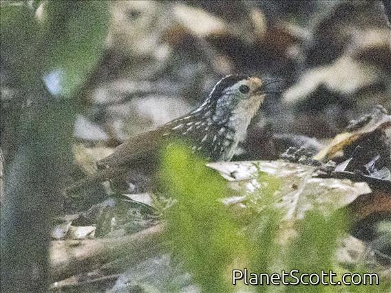 Striped Wren-Babbler (Kenopia striata)