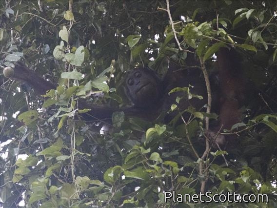 Orangutan (Pongo pygmaeus)