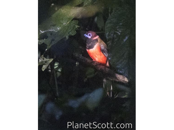 Diard's Trogon (Harpactes diardii)