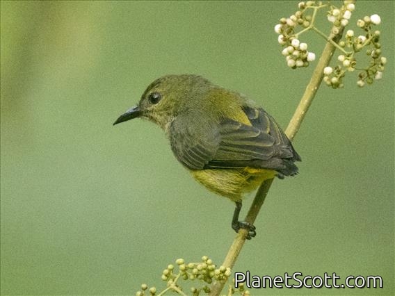Orange-bellied Flowerpecker (Dicaeum trigonostigma) - Female