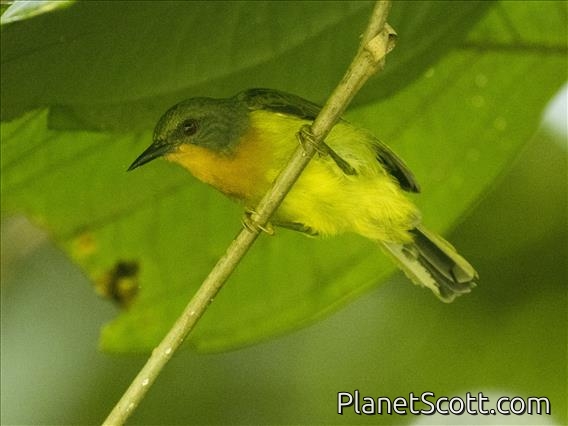 Ruby-cheeked Sunbird (Chalcoparia singalensis)