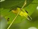 Ruby-cheeked Sunbird (Chalcoparia singalensis)