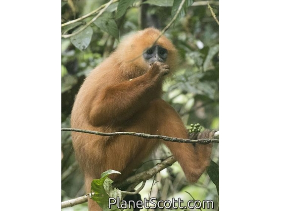 Red Leaf Monkey (Presbytis rubicunda)