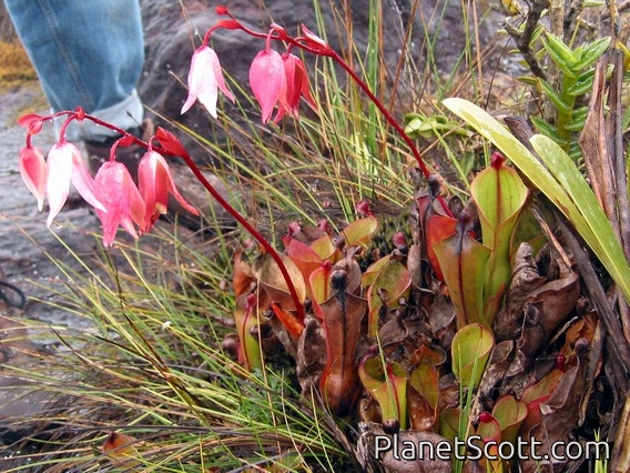 Nodding Marsh Pitcher Plant (Heliamphora nutans)