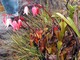 Pitcher plants, Roraima