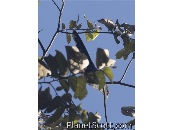 Black-bellied Malkoha (Phaenicophaeus diardi)