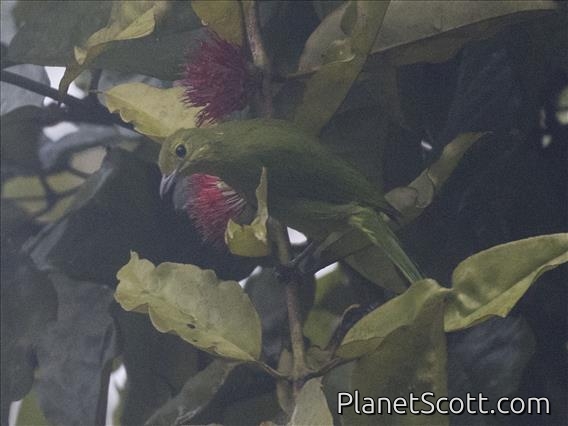 Lesser Green Leafbird (Chloropsis cyanopogon) - Female