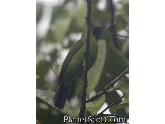 Greater Green Leafbird (Chloropsis sonnerati) - Male