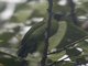 Greater Green Leafbird (Chloropsis sonnerati) - Male