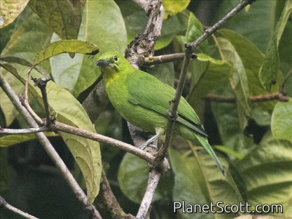 Greater Green Leafbird (Chloropsis sonnerati) - Female
