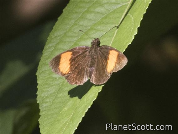 Grass Skipper (Koruthaialos ssp)