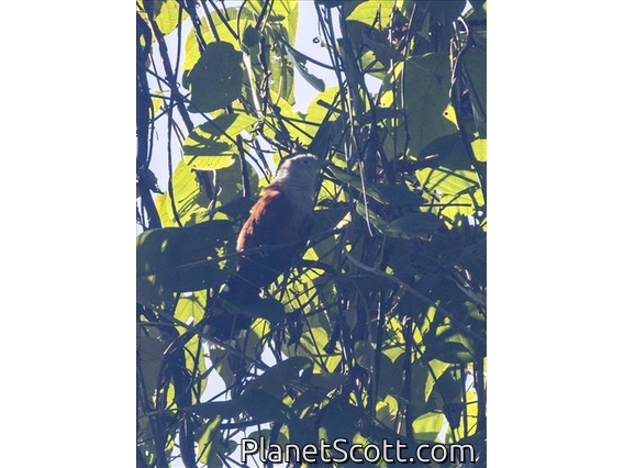 Raffles's Malkoha (Rhinortha chlorophaea)