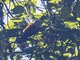 Raffles's Malkoha (Rhinortha chlorophaea)