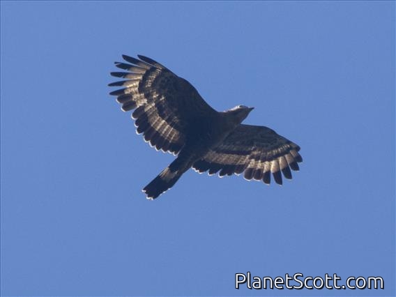 Oriental Honey-Buzzard (Pernis ptilorhynchus)