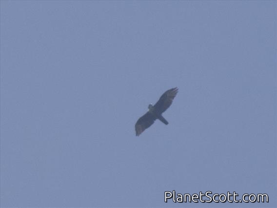 Rufous-bellied Eagle (Lophotriorchis kienerii)