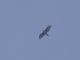 Rufous-bellied Eagle (Lophotriorchis kienerii)