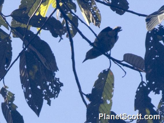 Short-tailed Babbler (Pellorneum malaccense)
