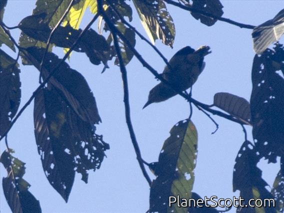 Short-tailed Babbler (Pellorneum malaccense)