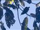 Short-tailed Babbler (Pellorneum malaccense)