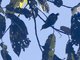 Short-tailed Babbler (Pellorneum malaccense)