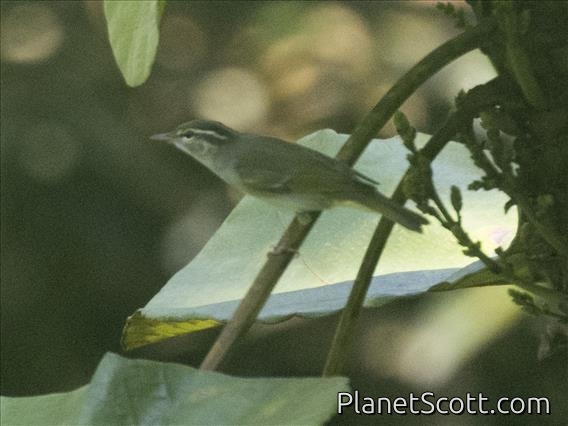 Yellow-browed Warbler (Phylloscopus inornatus)