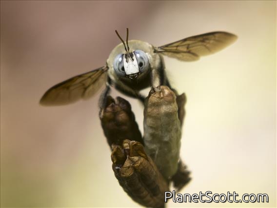 Collared Carpenter Bee (Xylocopa dejeanii)