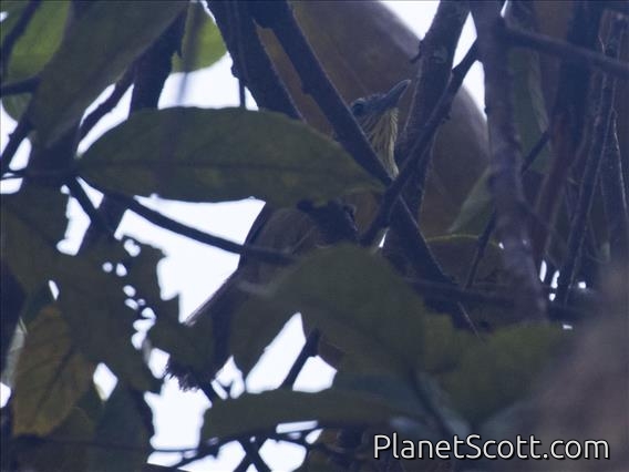 Pin-striped Tit-Babbler (Mixornis gularis)